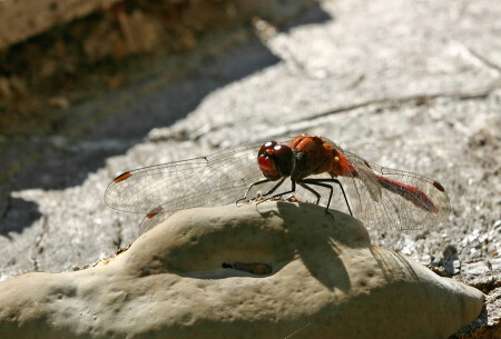 Лето красное пропела...