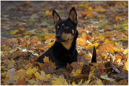Осенний волкодав.