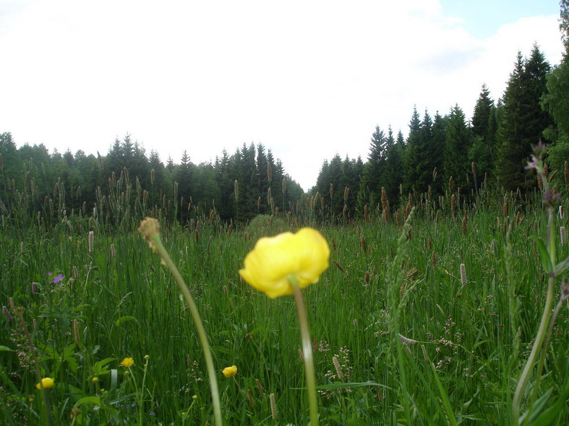 цвет жизни