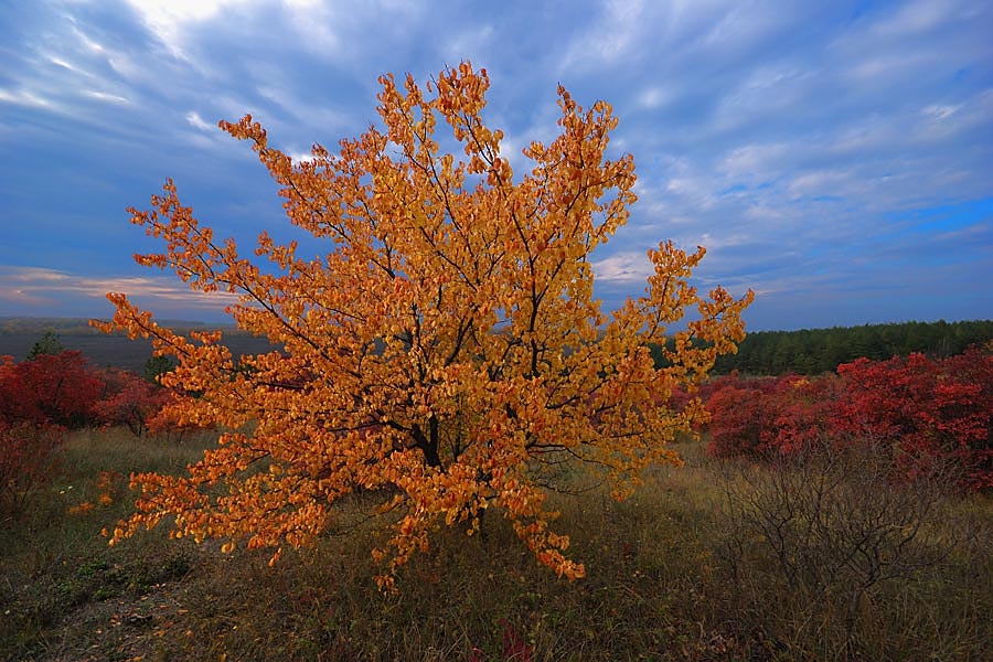 Краски осени.