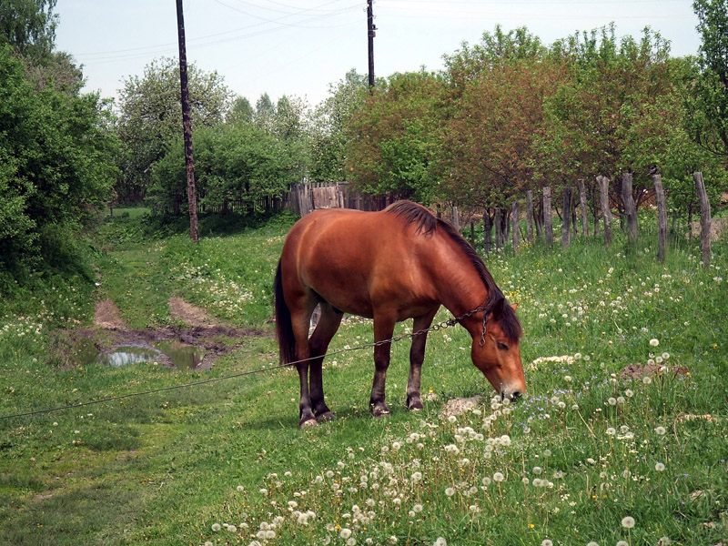 Лошадь