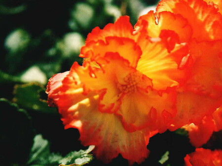 Прозрачность.