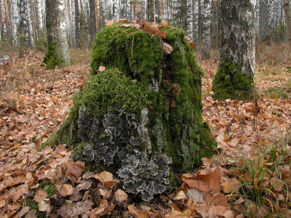 Патриарх