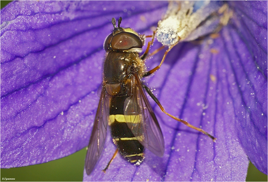 журчалка Dasysyrphus tricinctus