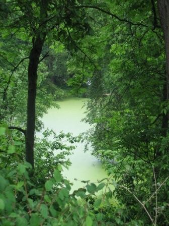 болото в лесу