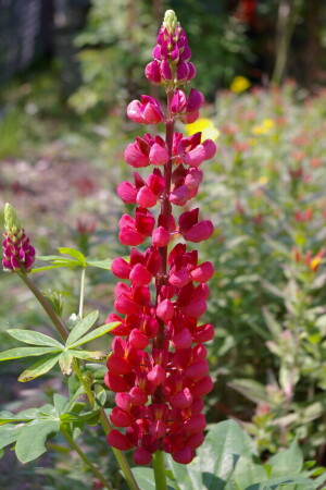 Просто цветок на даче.