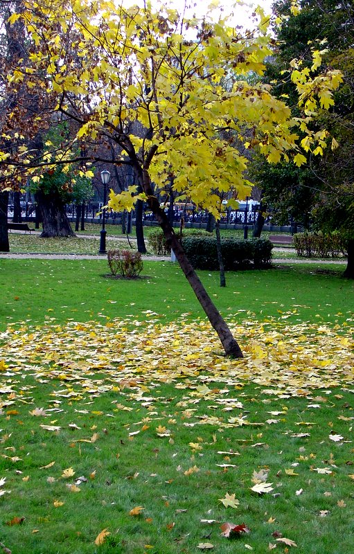 На ковре из желтых листьев ...