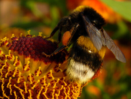 Медовый промысел