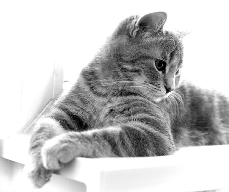 Котомодель