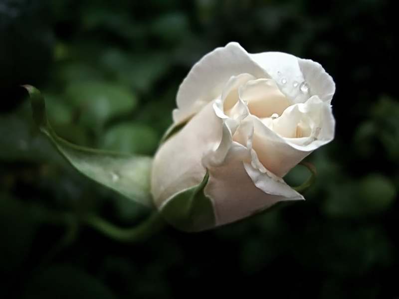 tender