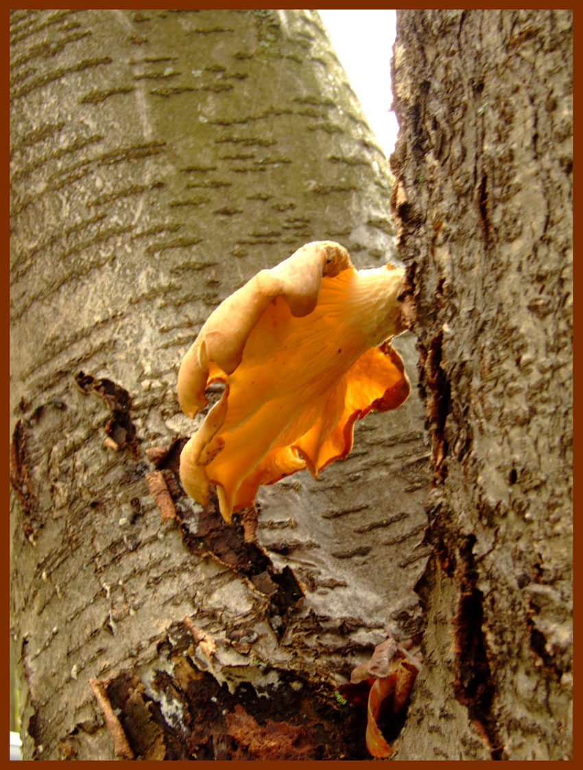 Камуфляж