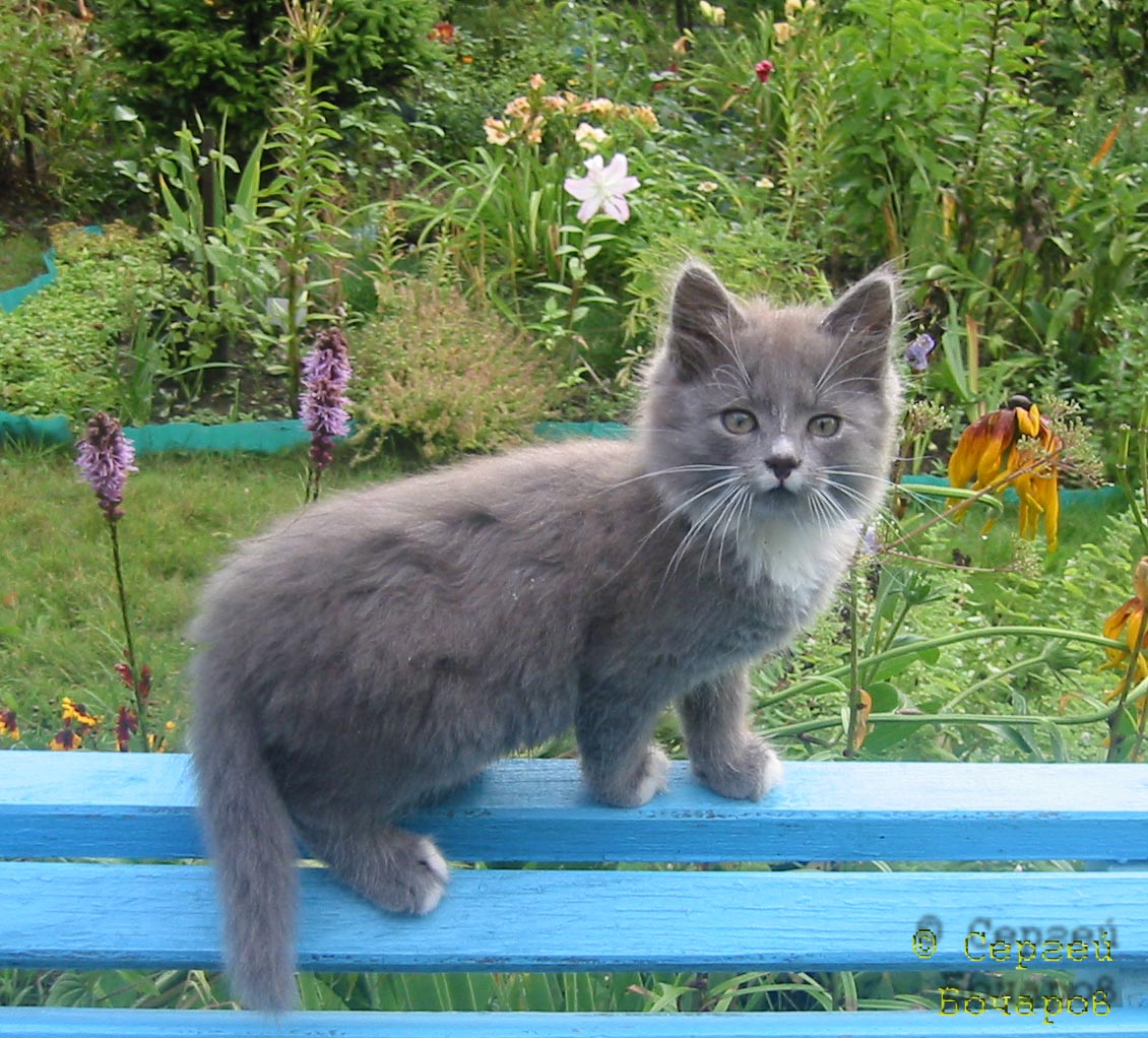 Впередсмотрящий
