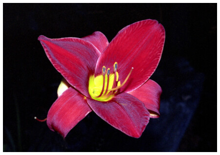 Flower' Color