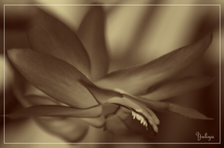 Наконец-то он расцвёл...