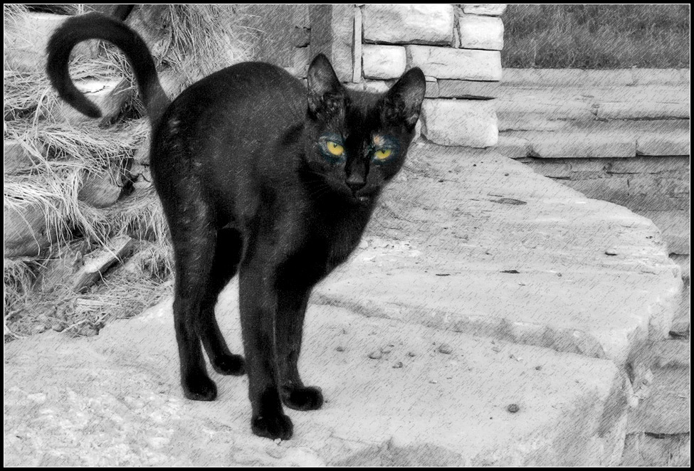 Кошка