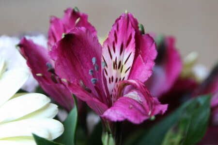 Единство непохожих