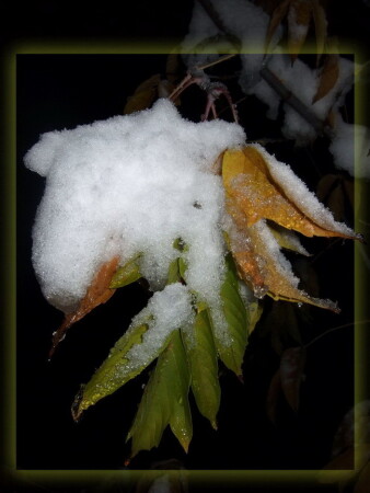 первый снег