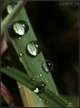 капельки росы