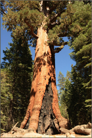 &quot;Grizzly Giant&quot; Sequoia
