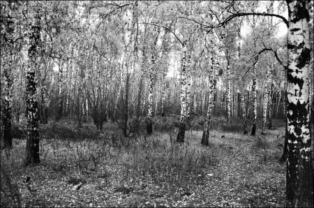Березовая роща