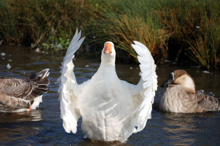 Фотогеничность