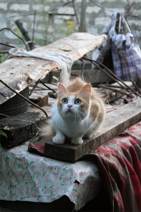 The cat's delirium