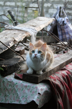 The cat's delirium