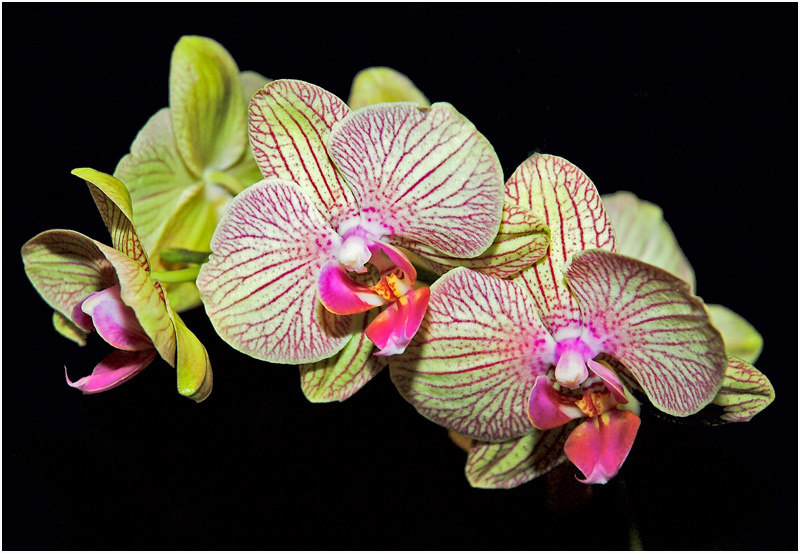 Orchidaceae
