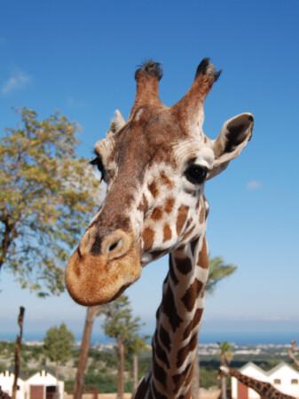 Познакомимся?