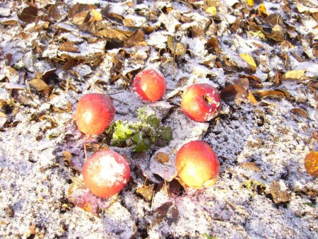 Яблоки на снегу