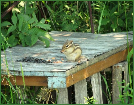 Мой полосатый друг