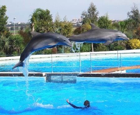 И дельфины летают...