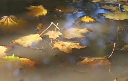 Autumn...