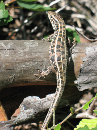 маленький Gex