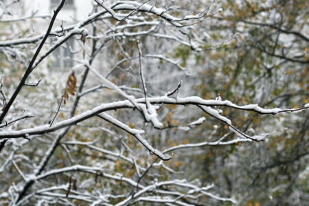 Первый снег