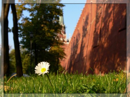 Одинокий у стен Кремля