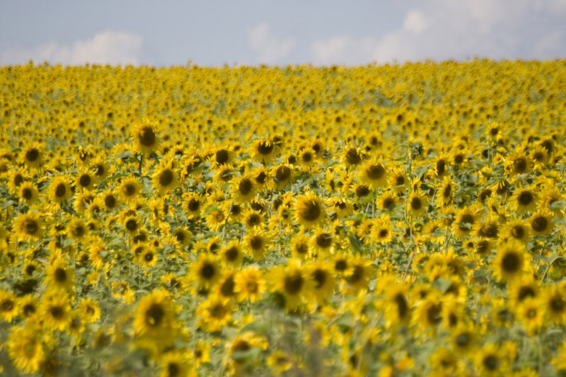 field of the sunflowers