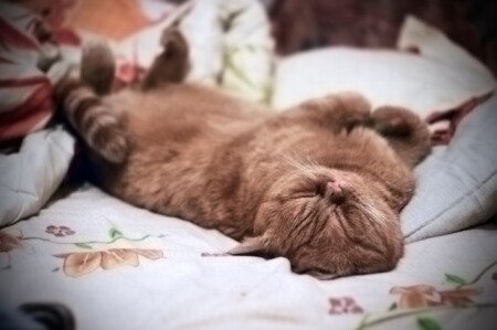 сладких снов