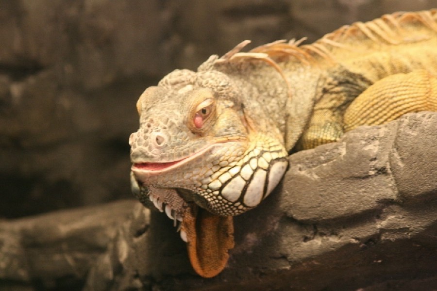 Игуана