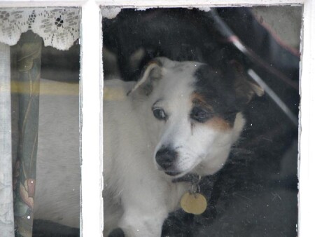 собаки всякие