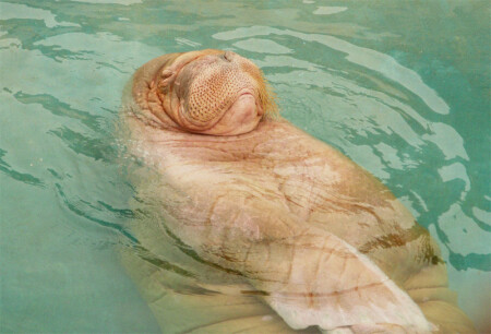 Ах, какое блаженство...