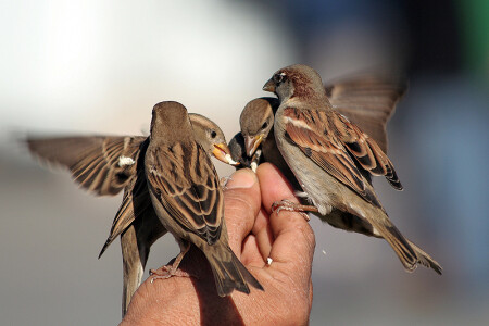 Welcome to Breakfast!