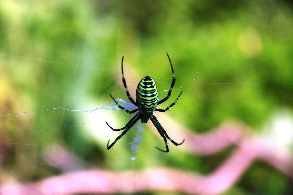 Argiope bruennichi