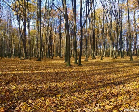 Золотая осень