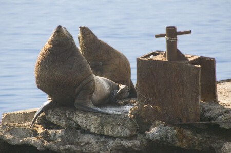 Sea-lion love