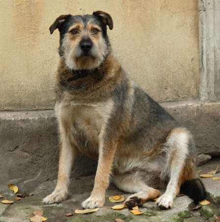 Жыл был пес...