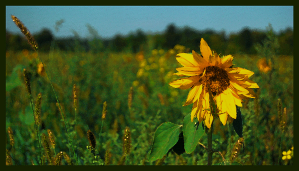 new art of sunflower