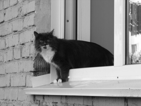 Пустите погулять...