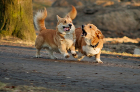 веселые псы