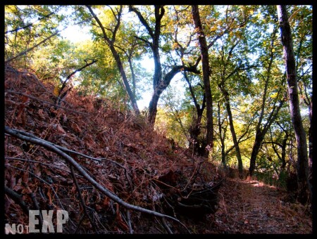 Ореховая роща